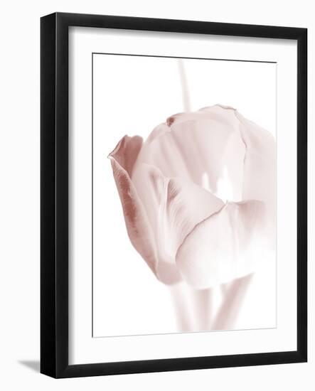 Tulip 2-Ann Bailey-Framed Art Print