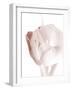 Tulip 2-Ann Bailey-Framed Art Print