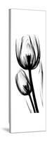 Tulip A52-Albert Koetsier-Stretched Canvas