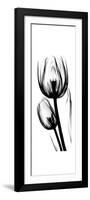 Tulip A52-Albert Koetsier-Framed Premium Giclee Print