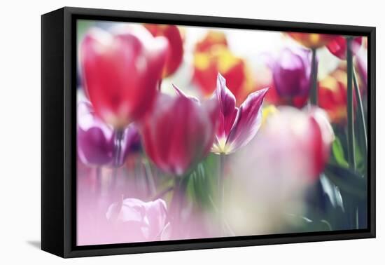 Tulip Abstraction (2)-Incredi-Framed Stretched Canvas