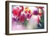 Tulip Abstraction (2)-Incredi-Framed Giclee Print