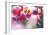 Tulip Abstraction (2)-Incredi-Framed Giclee Print