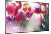 Tulip Abstraction (2)-Incredi-Mounted Giclee Print