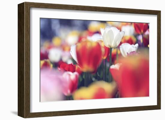 Tulip Abstraction (3)-Incredi-Framed Giclee Print