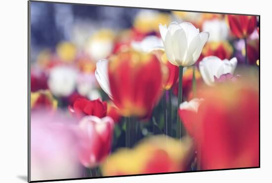 Tulip Abstraction (3)-Incredi-Mounted Giclee Print