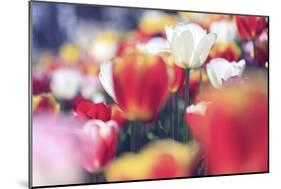 Tulip Abstraction (3)-Incredi-Mounted Giclee Print