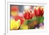 Tulip Abstraction (4)-Incredi-Framed Giclee Print