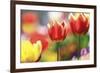 Tulip Abstraction (4)-Incredi-Framed Giclee Print