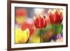 Tulip Abstraction (4)-Incredi-Framed Giclee Print