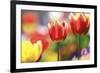 Tulip Abstraction (4)-Incredi-Framed Giclee Print