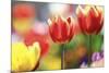 Tulip Abstraction (4)-Incredi-Mounted Giclee Print