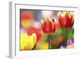 Tulip Abstraction (4)-Incredi-Framed Giclee Print