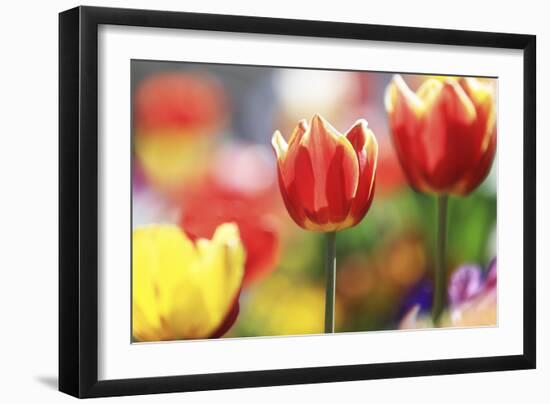 Tulip Abstraction (4)-Incredi-Framed Premium Giclee Print