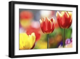 Tulip Abstraction (4)-Incredi-Framed Premium Giclee Print