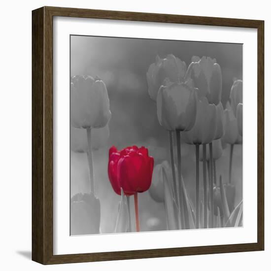 Tulip Accent I-Katja Marzahn-Framed Giclee Print