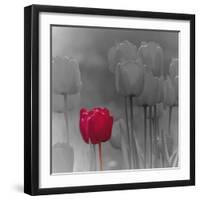 Tulip Accent I-Katja Marzahn-Framed Giclee Print