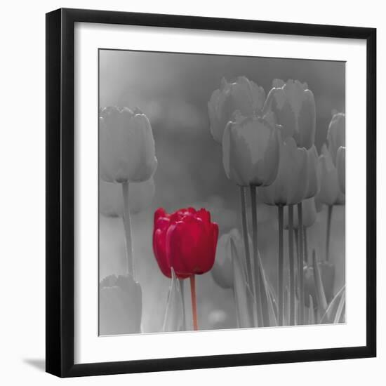 Tulip Accent I-Katja Marzahn-Framed Giclee Print