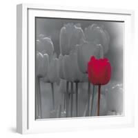 Tulip Accent II-Katja Marzahn-Framed Giclee Print