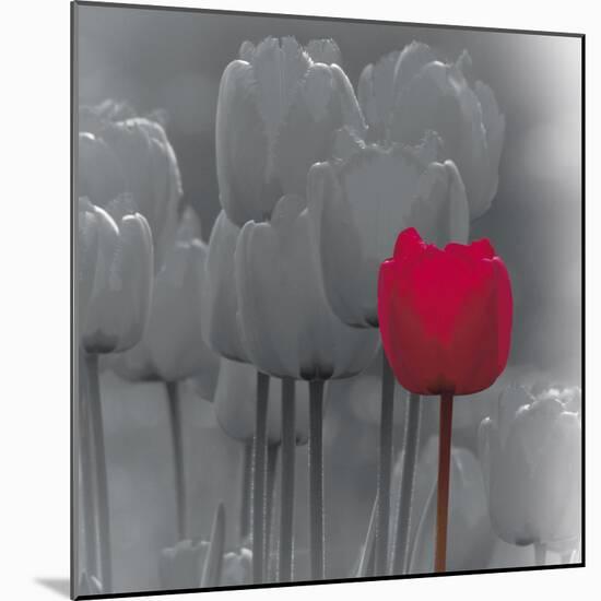 Tulip Accent II-Katja Marzahn-Mounted Giclee Print