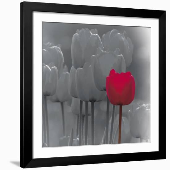 Tulip Accent II-Katja Marzahn-Framed Giclee Print