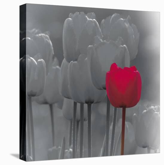 Tulip Accent II-Katja Marzahn-Stretched Canvas