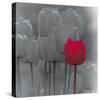 Tulip Accent II-Katja Marzahn-Stretched Canvas