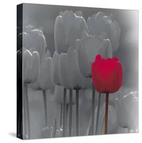 Tulip Accent II-Katja Marzahn-Stretched Canvas