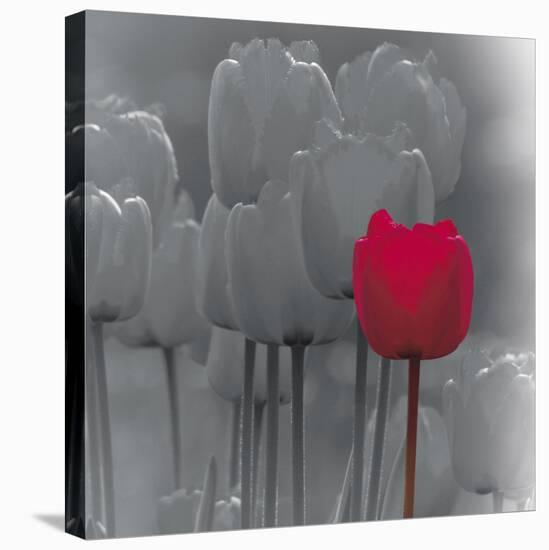 Tulip Accent II-Katja Marzahn-Stretched Canvas