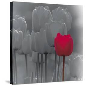 Tulip Accent II-Katja Marzahn-Stretched Canvas