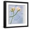 Tulip and Blue Tapestry II-Richard Sutton-Framed Art Print