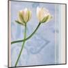 Tulip and Blue Tapestry II-Richard Sutton-Mounted Art Print