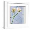 Tulip and Blue Tapestry II-Richard Sutton-Framed Art Print