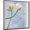 Tulip and Blue Tapestry II-Richard Sutton-Mounted Art Print