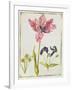 Tulip and Daffodil, C.1675-Nicolas Robert-Framed Giclee Print