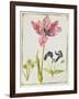 Tulip and Daffodil, C.1675-Nicolas Robert-Framed Giclee Print