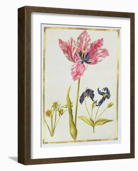 Tulip and Daffodil, C.1675-Nicolas Robert-Framed Giclee Print