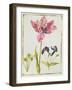 Tulip and Daffodil, C.1675-Nicolas Robert-Framed Giclee Print