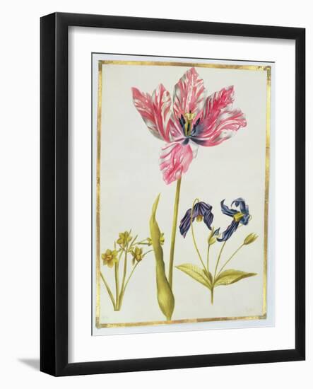 Tulip and Daffodil, C.1675-Nicolas Robert-Framed Giclee Print