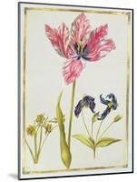 Tulip and Daffodil, C.1675-Nicolas Robert-Mounted Giclee Print