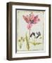 Tulip and Daffodil, C.1675-Nicolas Robert-Framed Giclee Print