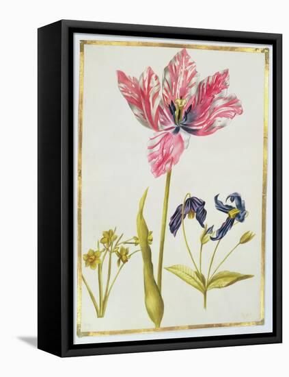 Tulip and Daffodil, C.1675-Nicolas Robert-Framed Stretched Canvas