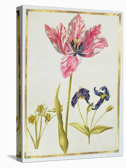 Tulip and Daffodil, C.1675-Nicolas Robert-Stretched Canvas