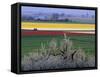 Tulip and Daffodil Fields and Farms, Skagit Valley, Washington, USA-William Sutton-Framed Stretched Canvas