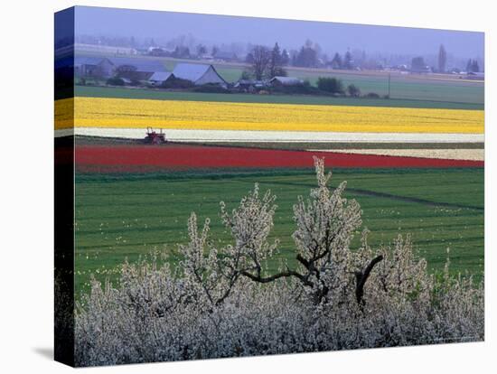 Tulip and Daffodil Fields and Farms, Skagit Valley, Washington, USA-William Sutton-Stretched Canvas