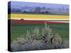 Tulip and Daffodil Fields and Farms, Skagit Valley, Washington, USA-William Sutton-Stretched Canvas