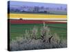 Tulip and Daffodil Fields and Farms, Skagit Valley, Washington, USA-William Sutton-Stretched Canvas