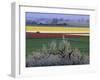 Tulip and Daffodil Fields and Farms, Skagit Valley, Washington, USA-William Sutton-Framed Photographic Print