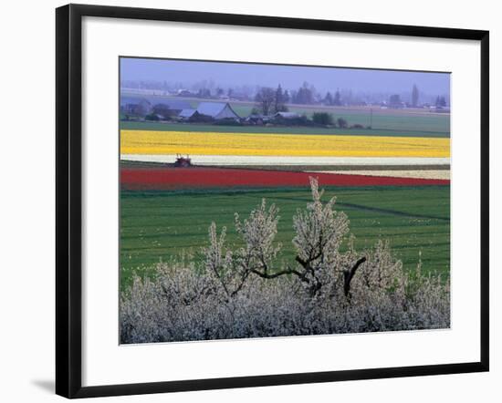 Tulip and Daffodil Fields and Farms, Skagit Valley, Washington, USA-William Sutton-Framed Photographic Print