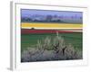 Tulip and Daffodil Fields and Farms, Skagit Valley, Washington, USA-William Sutton-Framed Photographic Print